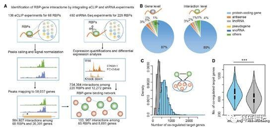 李霞教授在肿瘤组学大数据研究中一年内连发 3 篇顶刊 SCI