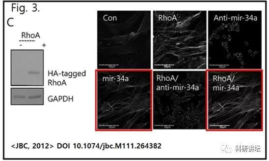 韩国圆光大学 Eun-Jung Jin 教授被指论文造假