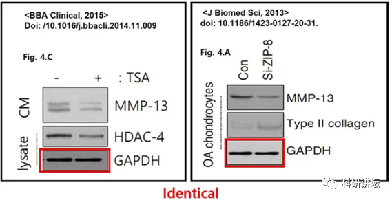 韩国圆光大学 Eun-Jung Jin 教授被指论文造假