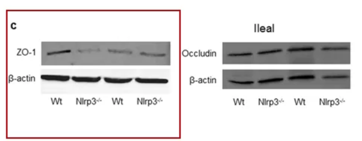意大利马尔凯理工大学 Gianluca 教授被质疑学术造假