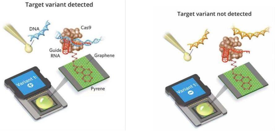 The Scientist:2019 年度具有代表性和突破性的生物技术