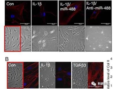 韩国圆光大学 Eun-Jung Jin 教授被指论文造假