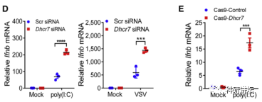 王红艳获得优青和杰青后再次在顶级期刊上发表论文