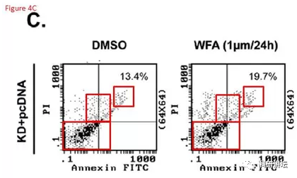 院士兼校长 Mien-Chie Hung(洪明奇)涉嫌学术不端，造假文章十余篇