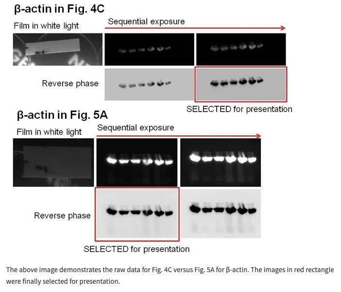 曹雪涛院士今日提供原始图片，已对受质疑的 6 篇论文进行解释