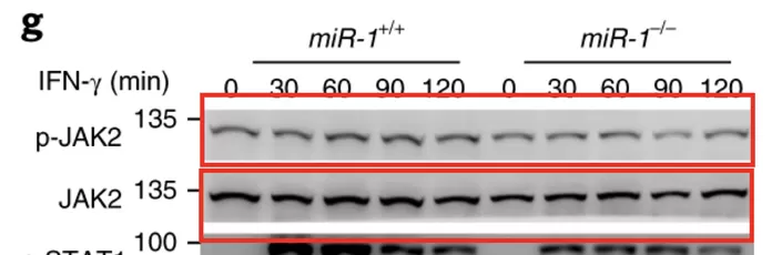 曹雪涛最新论文再遭质疑，受质疑论文总数 64 篇 (附全部名单)