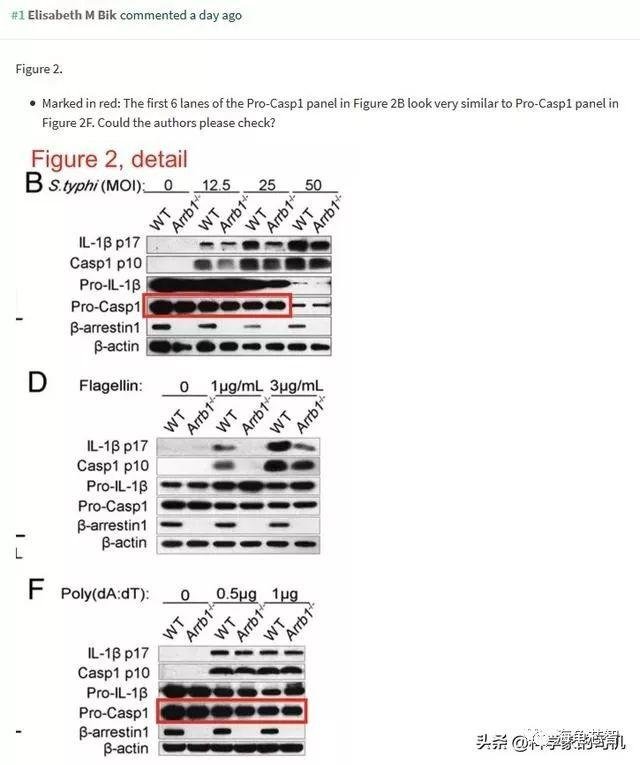 Elisabeth Bik 指出中科院上海生命科学研究院院长裴钢论文造假