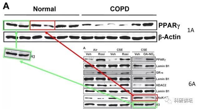 因图像造假被撤稿竟起诉杂志