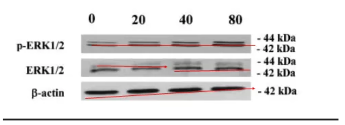 意大利马尔凯理工大学 Gianluca 教授被质疑学术造假