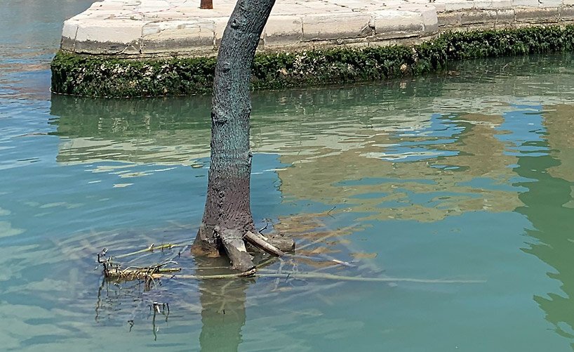 a tree planted in water at the venice biennale represents the wisdom of listening