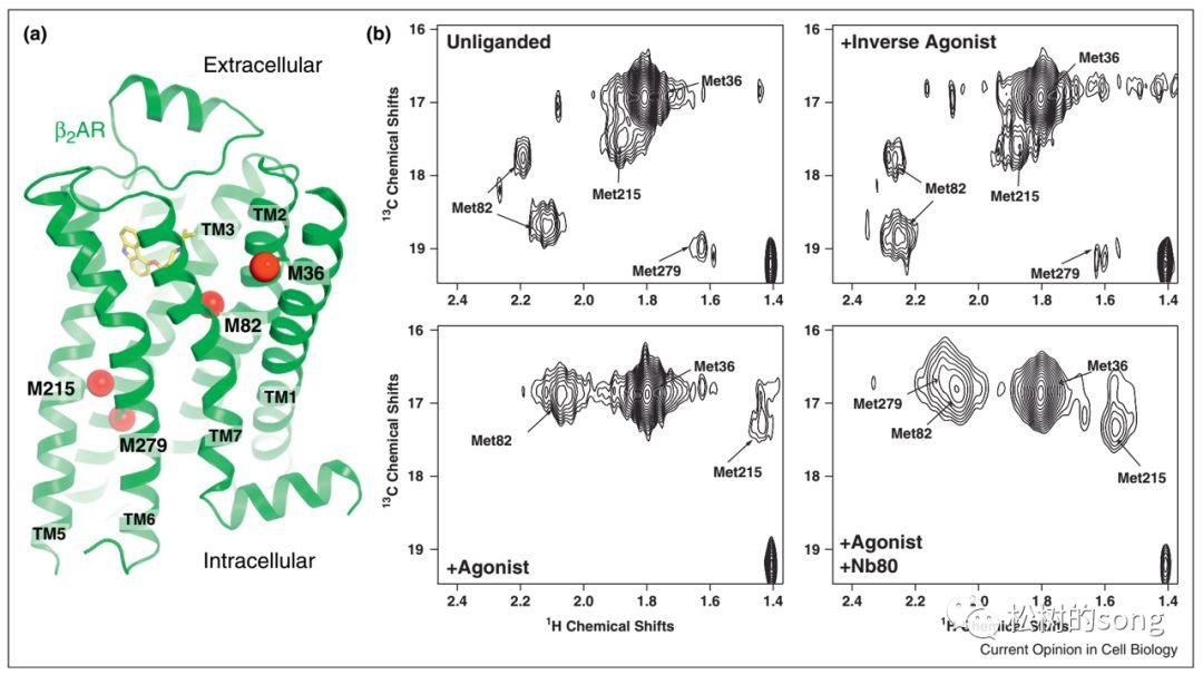 关于“饶毅教授质疑裴钢院士”