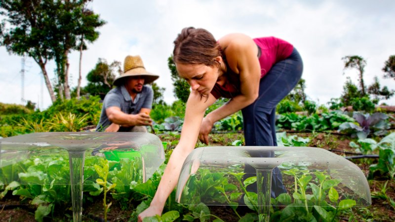 AGRODOME 是一个用于种植作物的模块化、透气的微环境