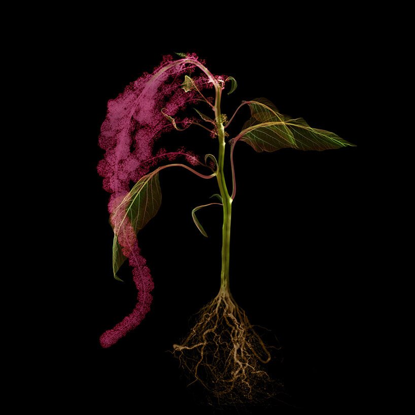 inside the mind of azuma makoto, the japanese artist setting flowers in subterranean stone quarries and outer space