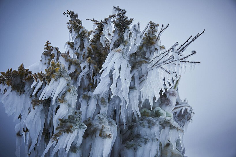 在冷冻花卉中，azuma makoto 使用冰来保存花卉装置