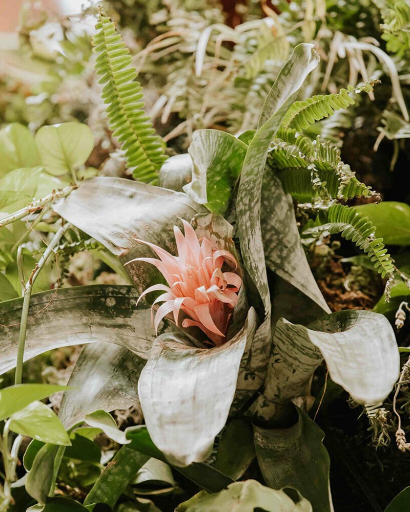 azuma makoto 的纪念性植物雕塑“MEXX”取材于茂密的墨西哥丛林 azuma makoto 的纪念性植物雕塑“MEXX”取材于茂密的墨西哥丛林