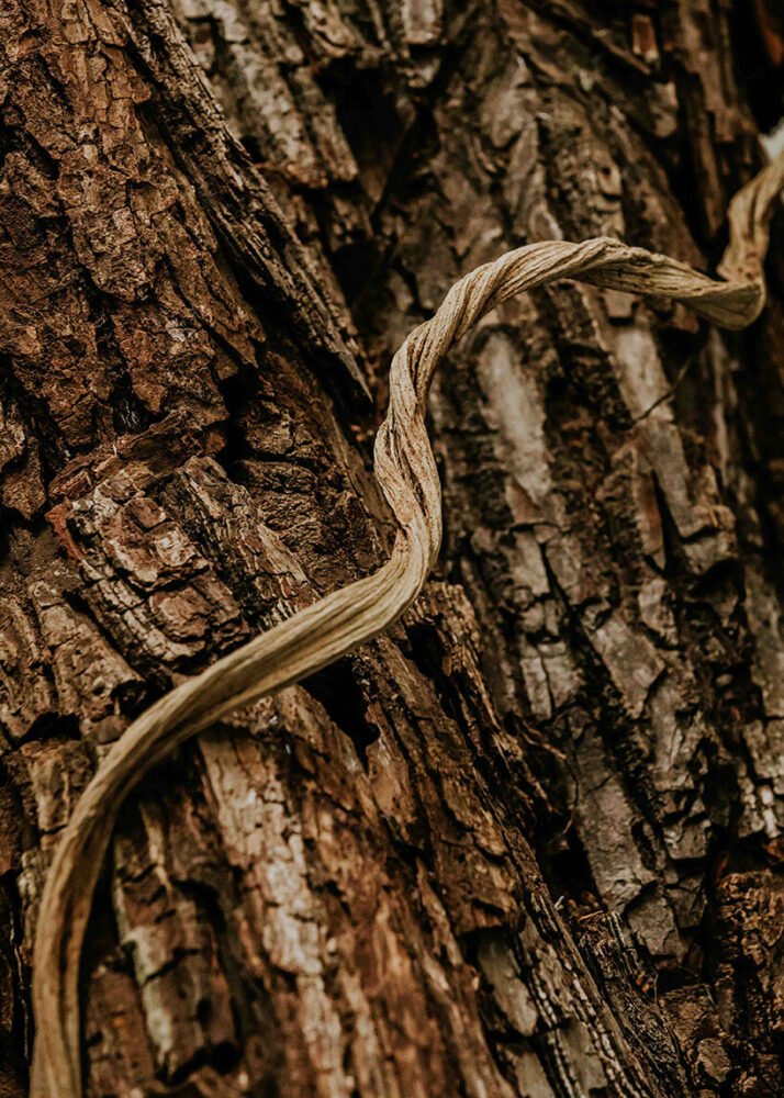 azuma makoto 的纪念性植物雕塑“MEXX”取材于茂密的墨西哥丛林 azuma makoto 的纪念性植物雕塑“MEXX”取材于茂密的墨西哥丛林