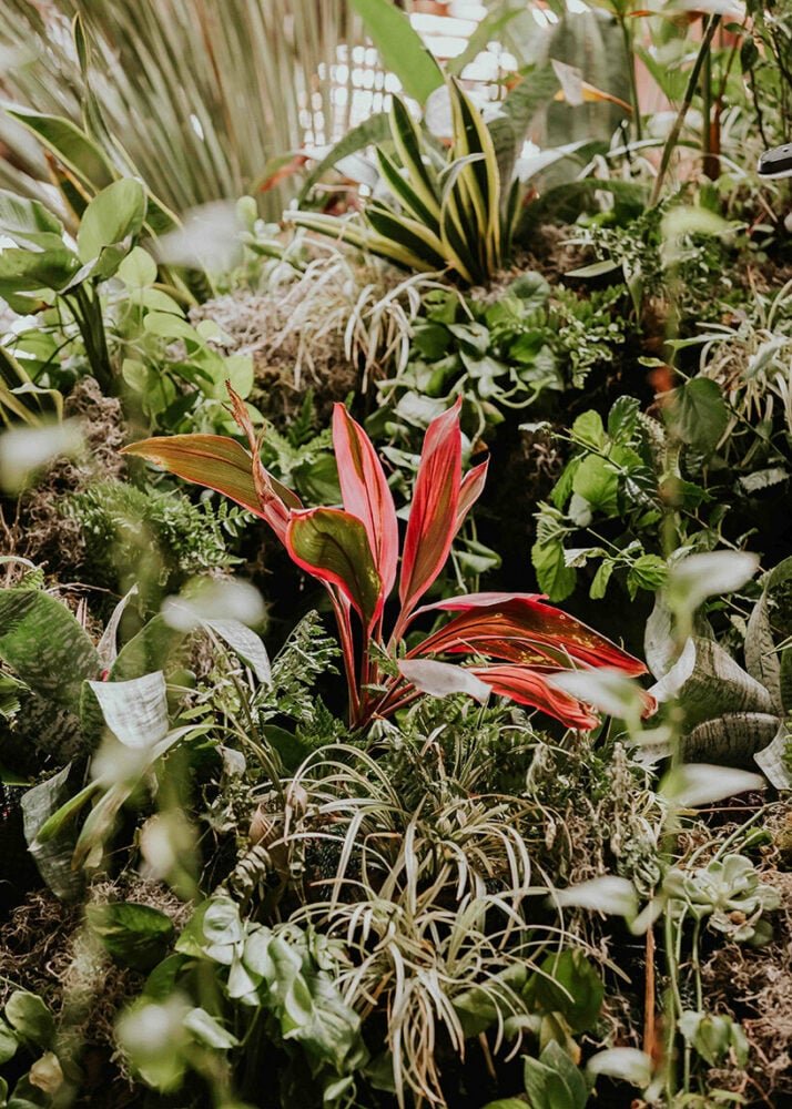 azuma makoto 的纪念性植物雕塑“MEXX”取材于茂密的墨西哥丛林 azuma makoto 的纪念性植物雕塑“MEXX”取材于茂密的墨西哥丛林