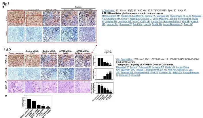 著名韩国癌症研究科学家 Ju-Seog Lee 多篇论文涉嫌学术不端