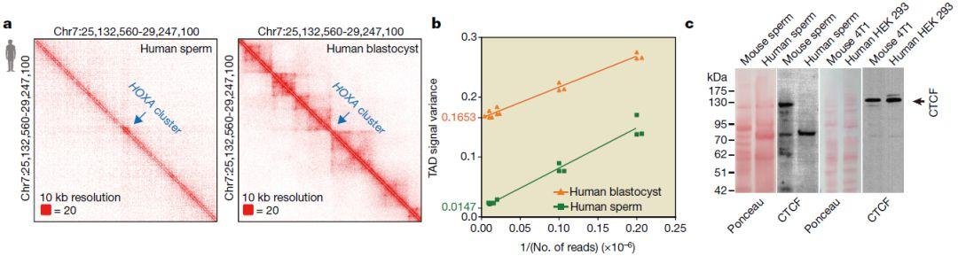 陈子江近期已 5 篇顶刊 (3 篇 NEJM+ 1 篇 Lancet+ 1 篇 Nature)