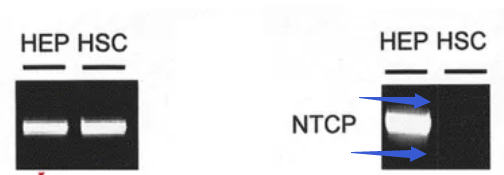 意大利马尔凯理工大学 Gianluca 教授被质疑学术造假