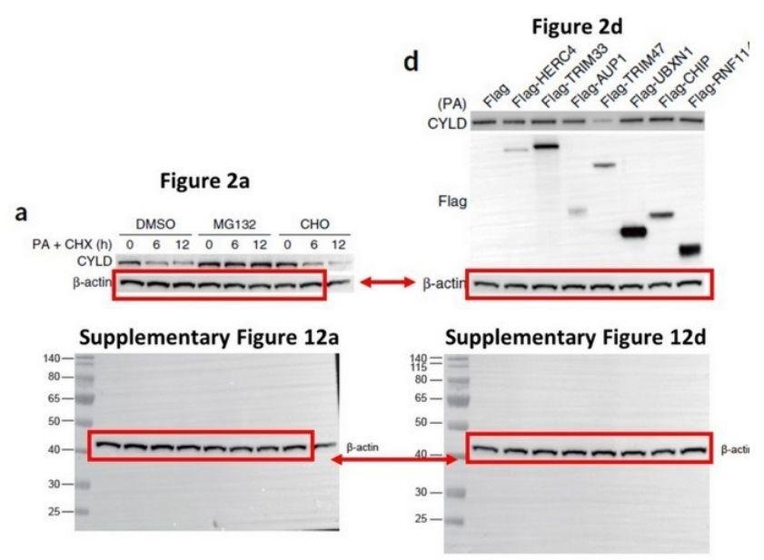 饶毅向国自然基金委实名举报李红良、裴钢和耿美玉学术造假