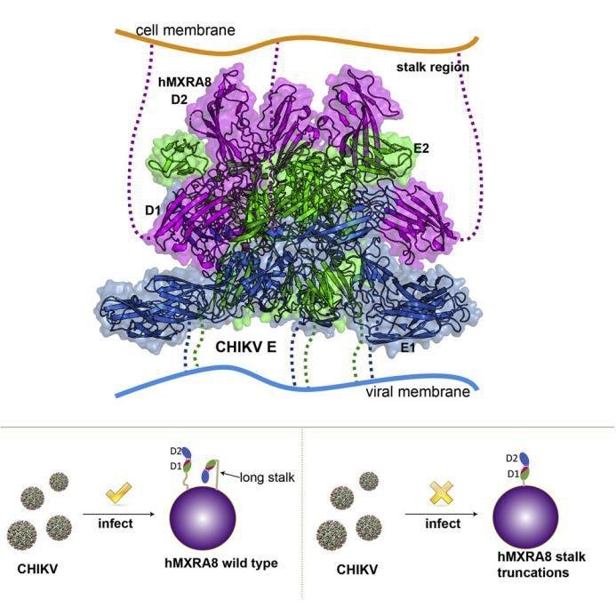 中科院高福院士课题组 2019 年发表的重要的研究成果