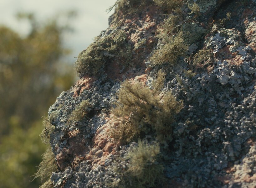 1833 年 Fueguia 的 Julian Bedel 将药用植物和植物研究融入他的香水中