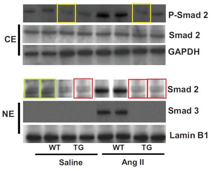 饶毅向国自然基金委实名举报李红良、裴钢和耿美玉学术造假