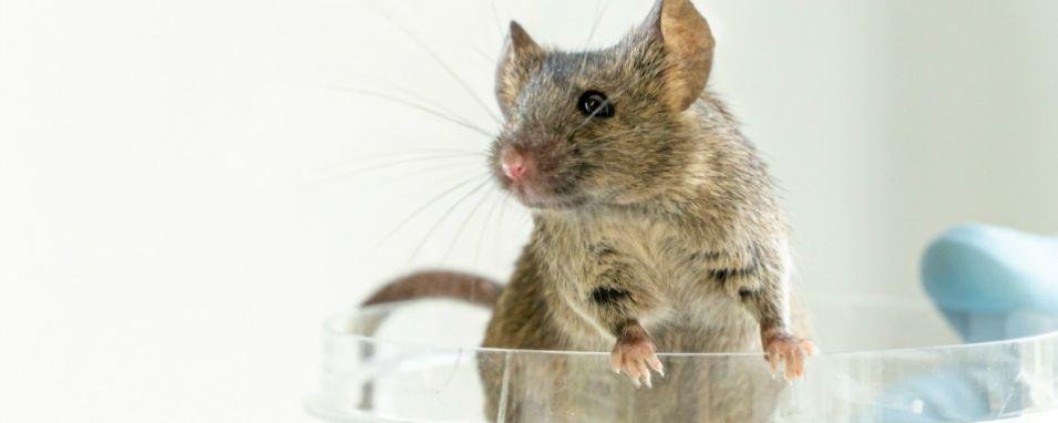 The Scientist:2019 年度具有代表性和突破性的生物技术