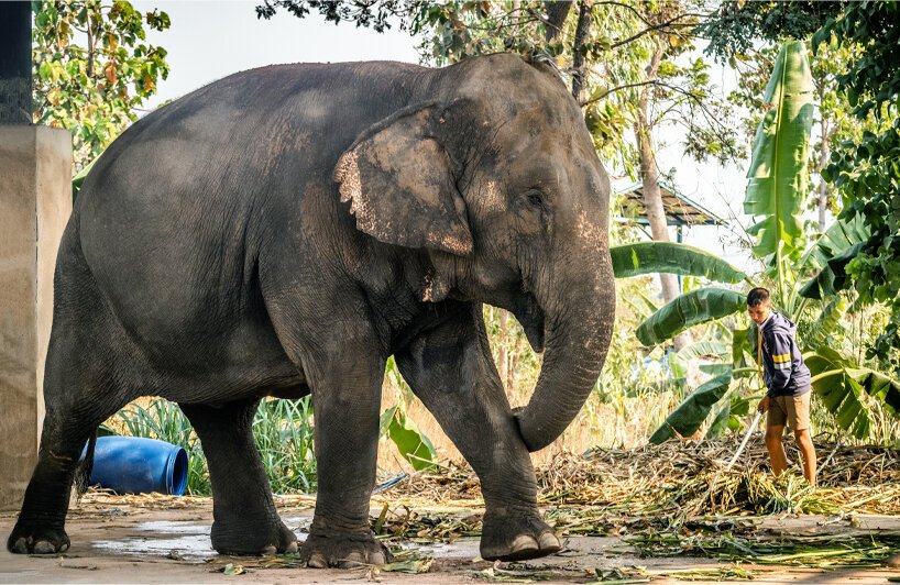 2021 年设计奖社会影响奖获得者 boonserm premthada 创造了大象粪便砖