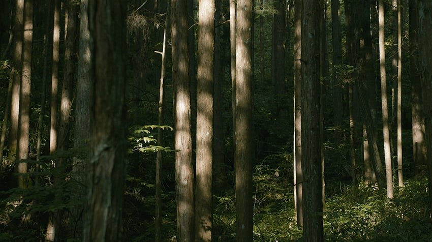 这部短片捕捉了一座拥有 175 年历史的日本房屋的美丽 这部短片捕捉了一座拥有 175 年历史的日本房屋的美丽