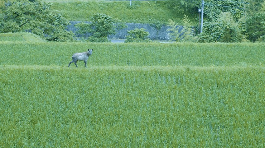 这部短片捕捉了一座拥有 175 年历史的日本房屋的美丽 这部短片捕捉了一座拥有 175 年历史的日本房屋的美丽