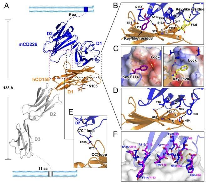 中科院高福院士课题组 2019 年发表的重要的研究成果