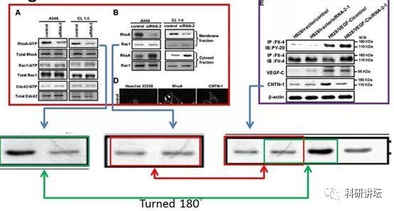 院士兼校长 Mien-Chie Hung(洪明奇)涉嫌学术不端，造假文章十余篇
