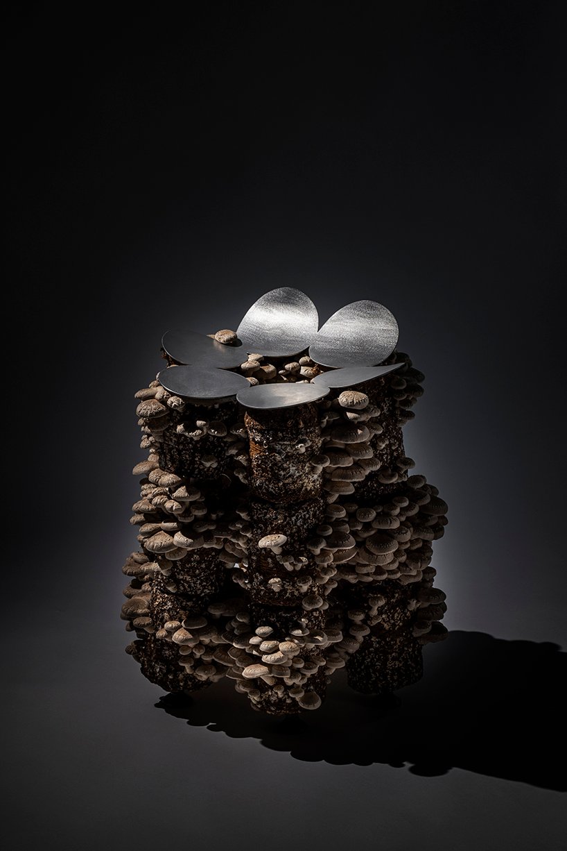 真菌在板坂聪的蘑菇凳上像花朵一样生长和绽放 真菌在板坂聪的蘑菇凳上像花朵一样生长和绽放