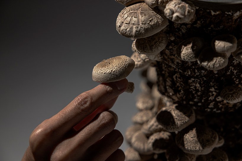 真菌在板坂聪的蘑菇凳上像花朵一样生长和绽放 真菌在板坂聪的蘑菇凳上像花朵一样生长和绽放