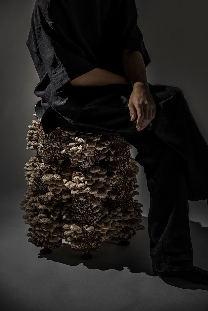 真菌在板坂聪的蘑菇凳上像花朵一样生长和绽放 真菌在板坂聪的蘑菇凳上像花朵一样生长和绽放