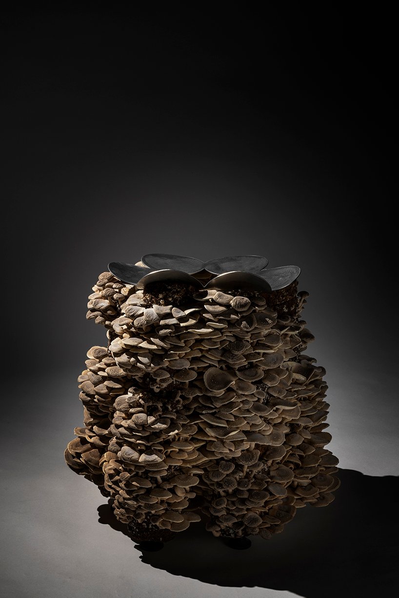 真菌在板坂聪的蘑菇凳上像花朵一样生长和绽放 真菌在板坂聪的蘑菇凳上像花朵一样生长和绽放