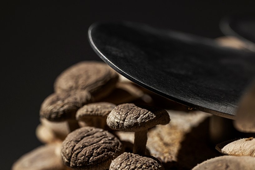 真菌在板坂聪的蘑菇凳上像花朵一样生长和绽放 真菌在板坂聪的蘑菇凳上像花朵一样生长和绽放