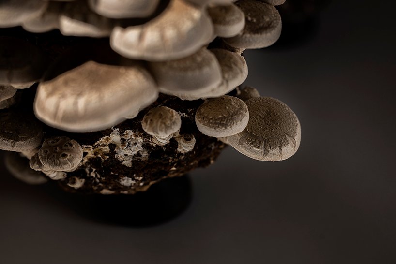 真菌在板坂聪的蘑菇凳上像花朵一样生长和绽放 真菌在板坂聪的蘑菇凳上像花朵一样生长和绽放