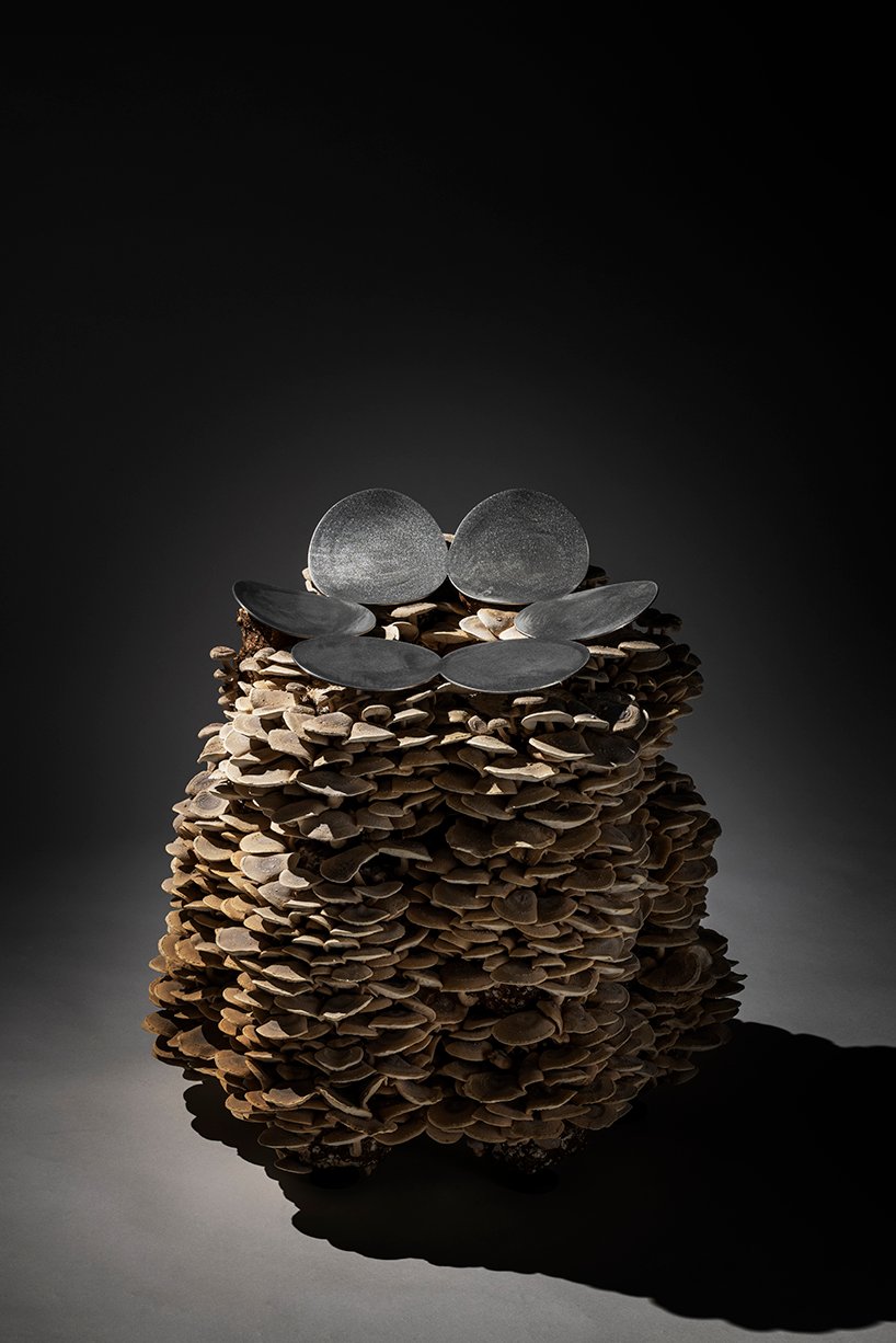 真菌在板坂聪的蘑菇凳上像花朵一样生长和绽放 真菌在板坂聪的蘑菇凳上像花朵一样生长和绽放