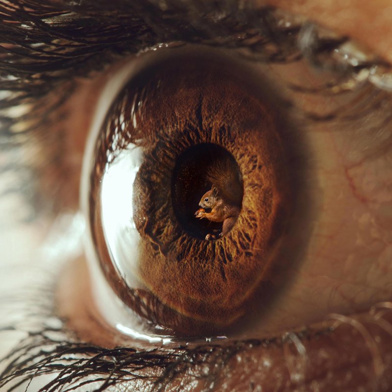 在 jyo john mulloor 的数字艺术作品中，眼睛成为自然和鸡蛋的窗户