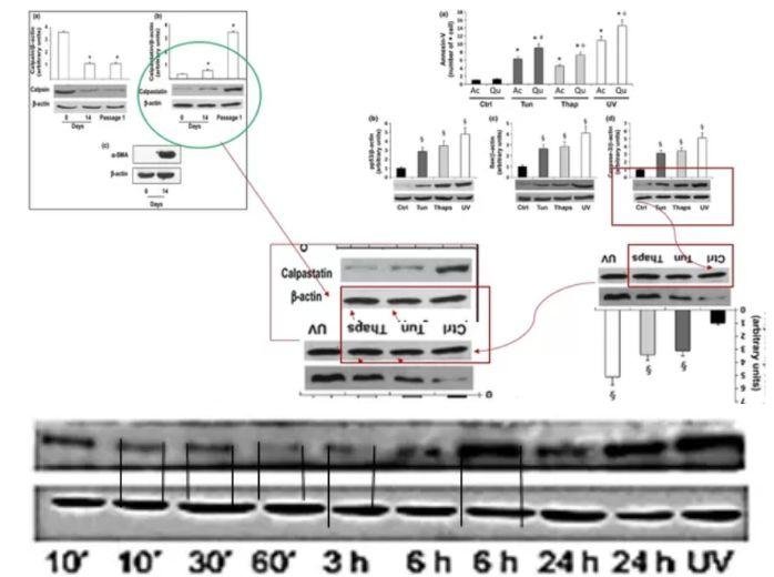 意大利马尔凯理工大学 Gianluca 教授被质疑学术造假