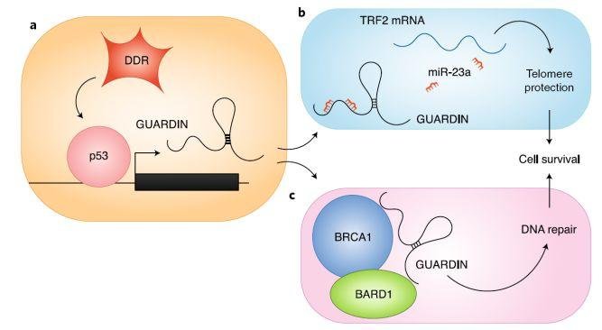 吴缅:lncRNA 神人 2 个月连发 PNAS 和 Nature 子刊