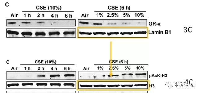 因图像造假被撤稿竟起诉杂志