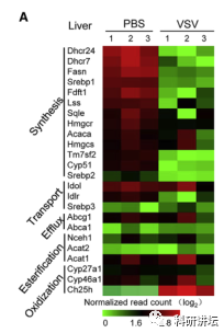 王红艳获得优青和杰青后再次在顶级期刊上发表论文