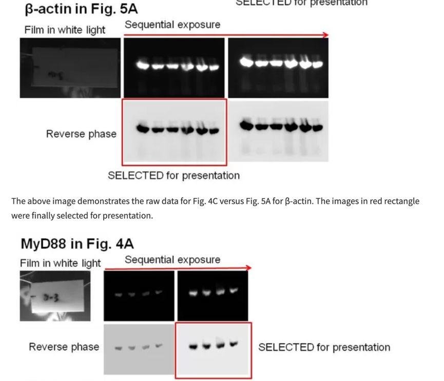 曹雪涛及团队第一作者快速回应论文造假质疑，全网最详细