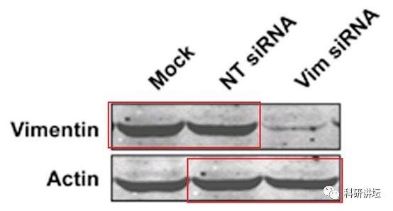 院士兼校长 Mien-Chie Hung(洪明奇)涉嫌学术不端，造假文章十余篇