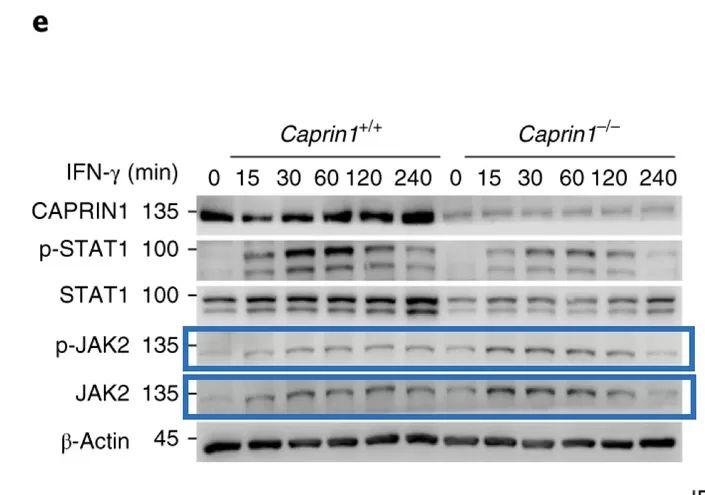 曹雪涛最新论文再遭质疑，受质疑论文总数 64 篇 (附全部名单)