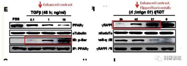 因图像造假被撤稿竟起诉杂志